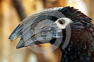 Trumpeter hornbill (Bycanistes bucinator).