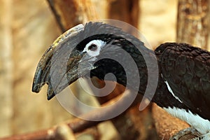 Trumpeter hornbill (Bycanistes bucinator).