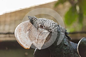 Trumpeter hornbill Bycanistes bucinator