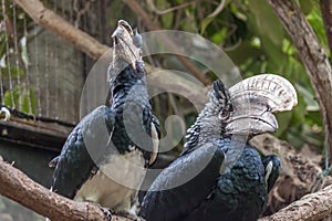 Trumpeter hornbill Bycanistes bucinator