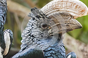 Trumpeter hornbill Bycanistes bucinator