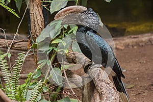 Trumpeter hornbill Bycanistes bucinator