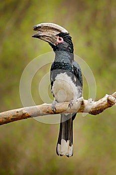 Trumpeter hornbill, Bycanistes bucinator, bird with big bill, common resident of the tropical evergreen forests of Burundi and