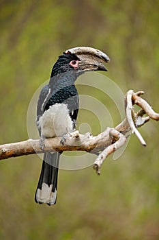 Trumpeter hornbill, Bycanistes bucinator, bird with big bill, common resident of the tropical evergreen forests of Burundi, Mozamb photo