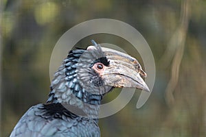 Trumpeter Hornbill (Bycanistes bucinator) Outdoors