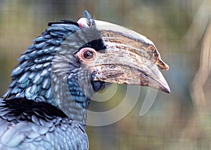 Trumpeter Hornbill (Bycanistes bucinator) Outdoors