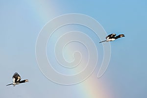 Trumpeter Hornbill Bycanistes Bucinator perched in blue sky