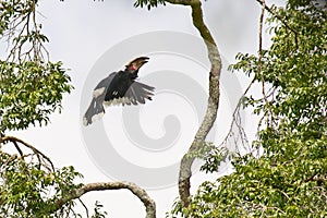 Trumpeter Hornbill flying up