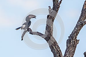 Trumpeter Hornbill in Kruger National park, South Africa