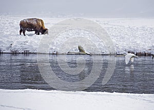 Trumpeter Swains fly past a bison on the Madison River