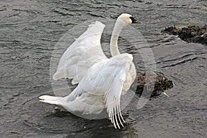 Trumpeter Swan