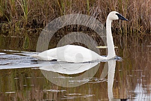 Trumpeter swan