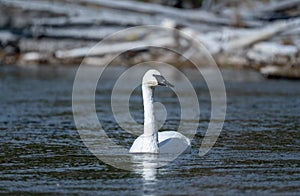 Trumpeter swan