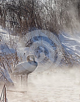 Trumpeter Swan photo