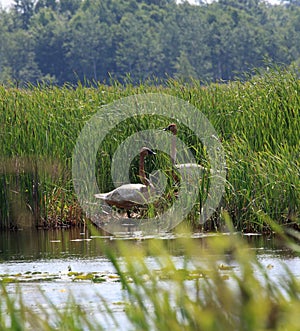 Trumpeter Swan