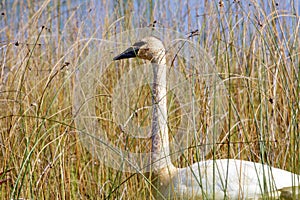 Trumpeter Swan  842122