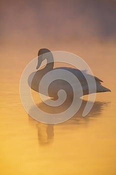 Trumpeter Swan