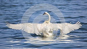 Trumpeter Swan Completely Wingspread