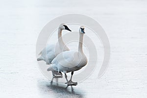 Trumpeter Swan couple posing on icy lake