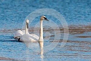 Trumpeter Swan couple swimming on lake