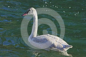 Trumpeter Swan Cygnet