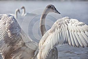 Trumpeter Swan Cygnet