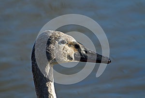 Trumpeter Swan Cygnet