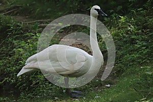 Trumpeter swan Cygnus buccinator 1