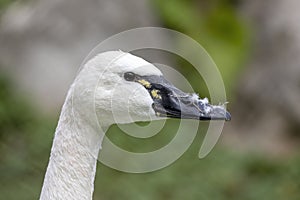 The trumpeter swan Cygnus buccinator