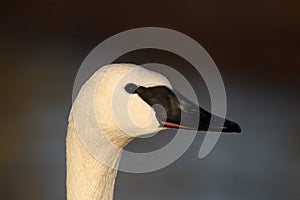 Trumpeter swan, Cygnus buccinator