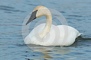 Trumpeter Swan - Cygnus buccinator
