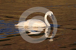 Trumpeter Swan (Cygnus buccinator)