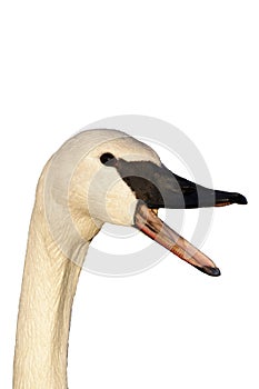 Trumpeter swan, Cygnus buccinator