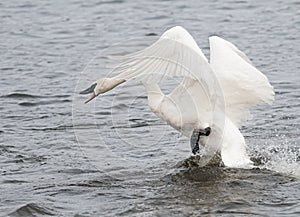 Trumpeter Swan (Cygnus buccinator) on the Attack