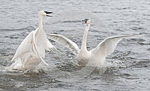 Trumpeter Swan (Cygnus buccinator) Conflict