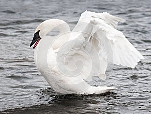 Trumpeter Swan (Cygnus buccinator) Display