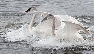 Trumpeter Swan (Cygnus buccinator) Duo Landing