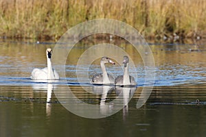 trumpeter swan(Cygnus buccinator) family swimming in  Teton NP