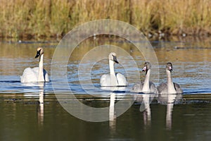 trumpeter swan(Cygnus buccinator) family swimming in  Teton NP