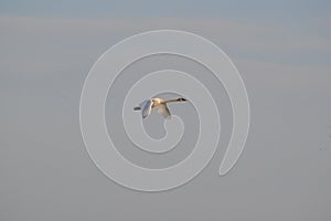 Trumpeter Swan (Cygnus buccinator) in flight along hiking trail at Tiny Marsh