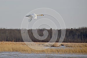 Trumpeter Swan (Cygnus buccinator) in flight over lake at Tiny Marsh