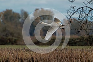 Trumpeter swan (Cygnus buccinator) flying over a field