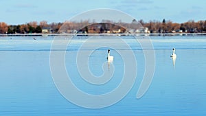 Trumpeter Swan, Cygnus buccinator, on a partially frozen Lake Irving in Bemidji, Minnesota. Beautiful pair of birds with zoom in