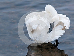 Trumpeter Swan (Cygnus buccinator) Preens