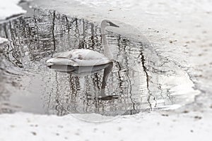 Trumpeter Swan Cygnus buccinator Reflected