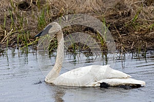 Trumpeter swan Cygnus buccinator on a small lake in Wisconsin during spring.