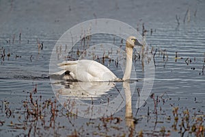 Trumpeter swan (Cygnus buccinator) swimming in a lake