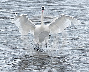 Trumpeter Swan (Cygnus buccinator) Touchdown