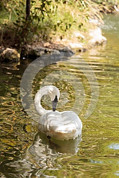 Trumpeter swan Cygnus buccinators