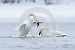 Trumpeter swan displaying dominance